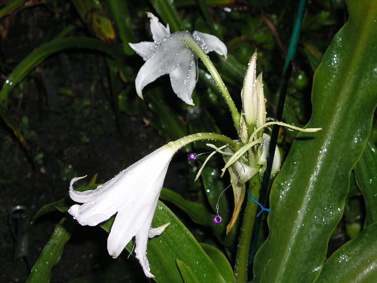 Crinum Lily White Emperor Large Blooming-size Bulb New - Flower Seeds