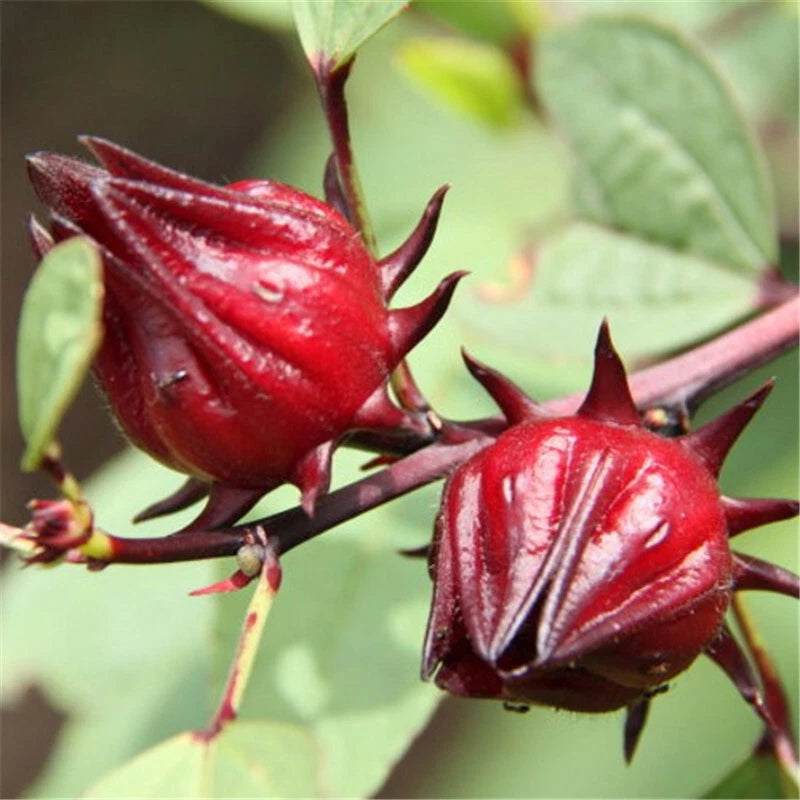 Rosella – Edible Vegetable Flower Seeds