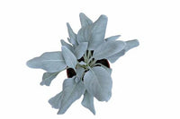 White Sage Seeds for Indoor and Outdoor Planting