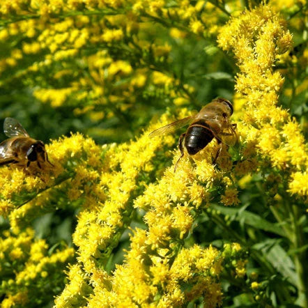 Canada Goldenrod Solidago Canadensis Hardy Wildflower Garden Seeds