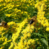 Canada Goldenrod Solidago Canadensis Hardy Wildflower Garden Seeds