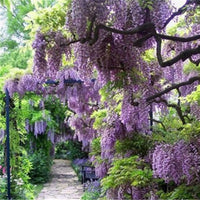 Seeds Chinese Wisteria Beautiful Perennial Home Garden High Quality - Flower Seeds