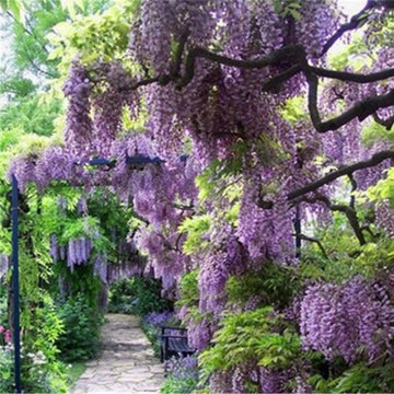 Seeds Chinese Wisteria Beautiful Perennial Home Garden High Quality - Flower Seeds