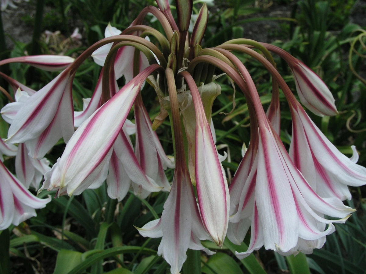 Crinum Lily Herbertii Gulf Pride Medium-size Bulb New Best One -