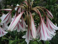 Crinum Lily Herbertii Gulf Pride Medium-size Bulb New Best One -