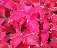 Coleus Solenostemon Scutellarioides – Jazz Ruby Garden Seeds