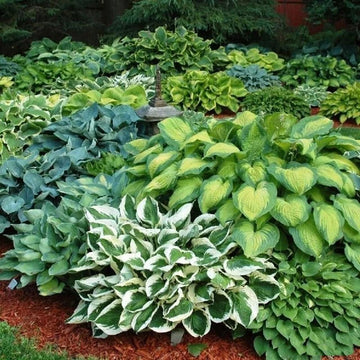 Hosta Seed Hosta – Garden Flower Seeds for Planting