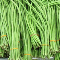 Yard Long Bean Vigna Sesquipedalis Hardy Vegetable Garden Seeds
