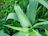 Rattlesnake Master Eryngium Yuccifolium – Hardy Perennial Flower Seeds
