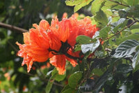 African Tulip Spathodea Campanulata – Flowering Tree Seeds