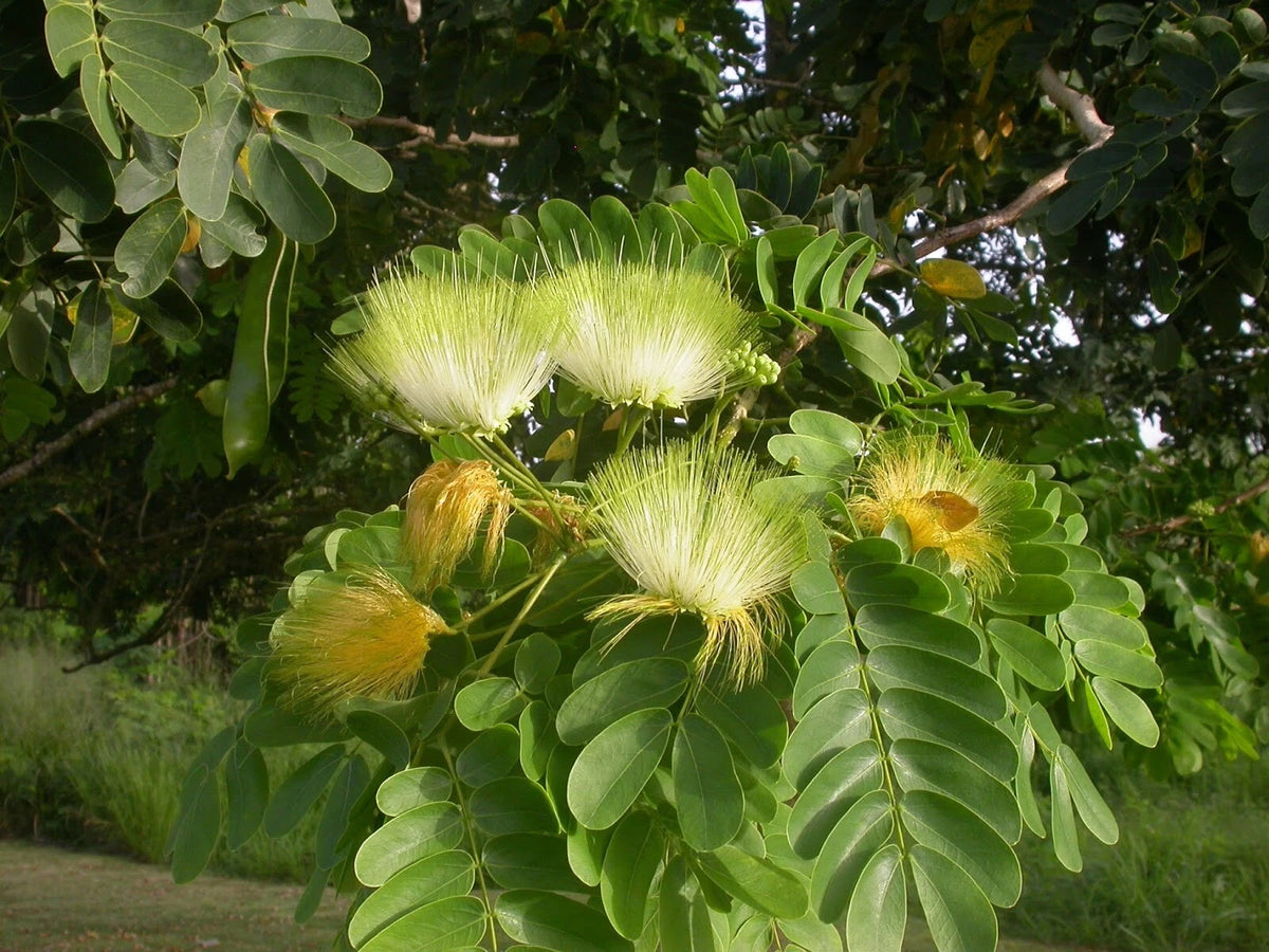 Albizia Lebbeck – Fragrant Indian Siris Tree Seeds