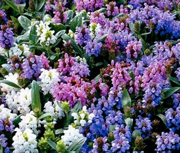 Prunella Self Heal Pagoda Mix Prunella Grandiflora – Hardy Garden Flower Seeds