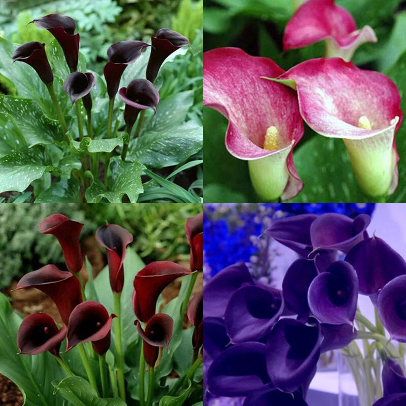 Calla Lily Zantedeschia – Colorful Garden Flower Seeds
