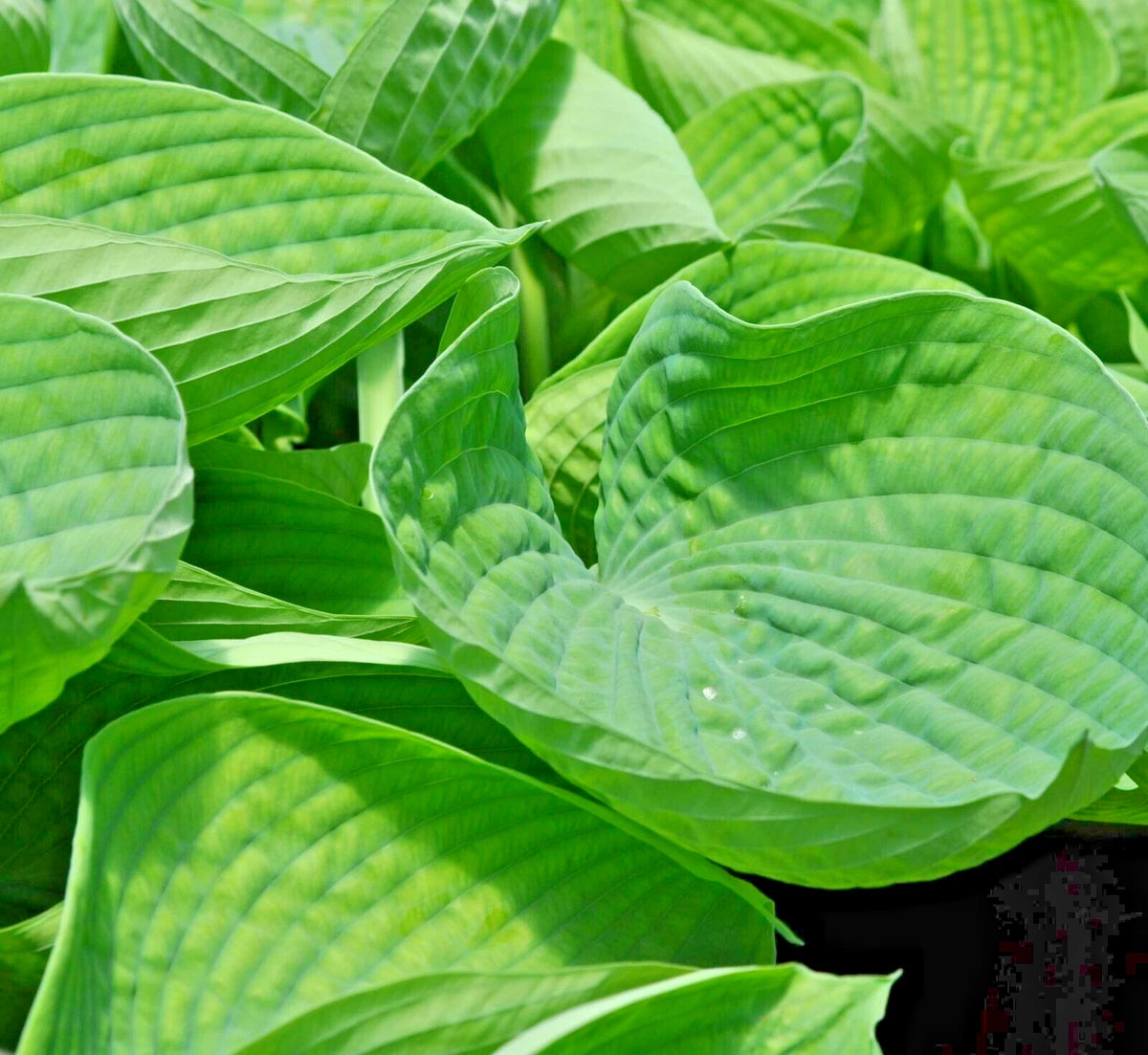 Abiqua Drinking Gourd Hosta – Hardy Perennial Flower Seeds