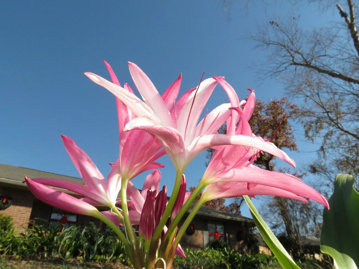 Crinum Lily Captivating Small-size Bulb New Stunning Extremely -
