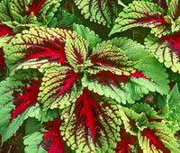 Coleus Solenostemon Scutellarioides – Kong Red Garden Seeds