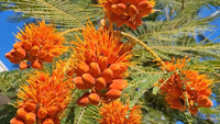 Colvillea Racemosa Tree – Flower Seeds