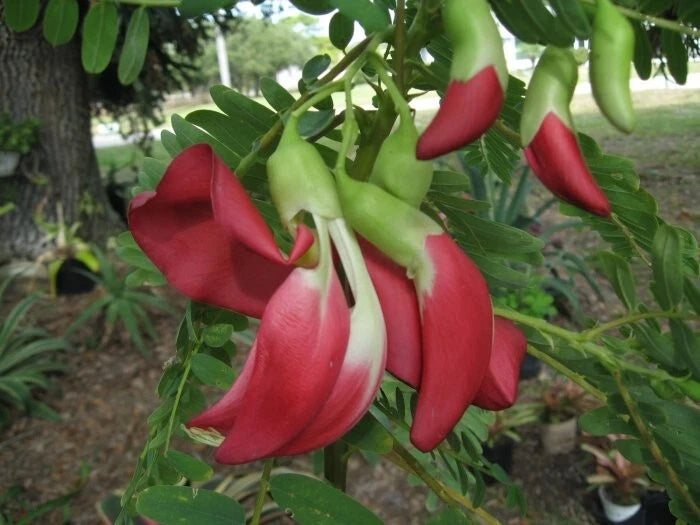 Scarlet Wisteria Sesbania Grandiflora Edible Flowering Tree Seeds