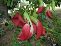 Scarlet Wisteria Sesbania Grandiflora Edible Flowering Tree Seeds