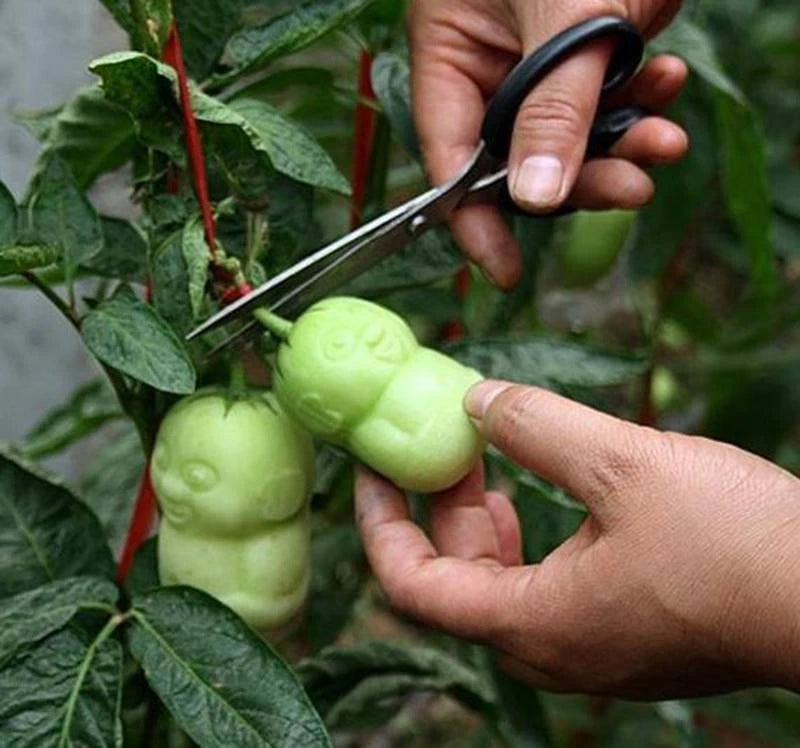 New Chinese Climbing – Climbing, Garden Fruit Seeds for Planting