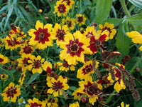 Plains Coreopsis Coreopsis Tinctoria Hardy Perennial Flower Seeds