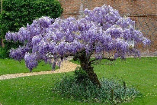 Blue Rain Wisteria Climbing Flowering Vine Seeds