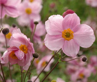 Anemone Anemone Hupehensis – Pink Saucer Flower Seeds