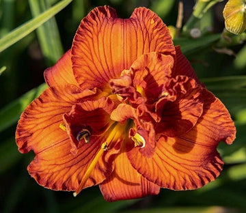 Orange You Lucky Daylily Hemerocallis Hardy Perennial Flower Seeds