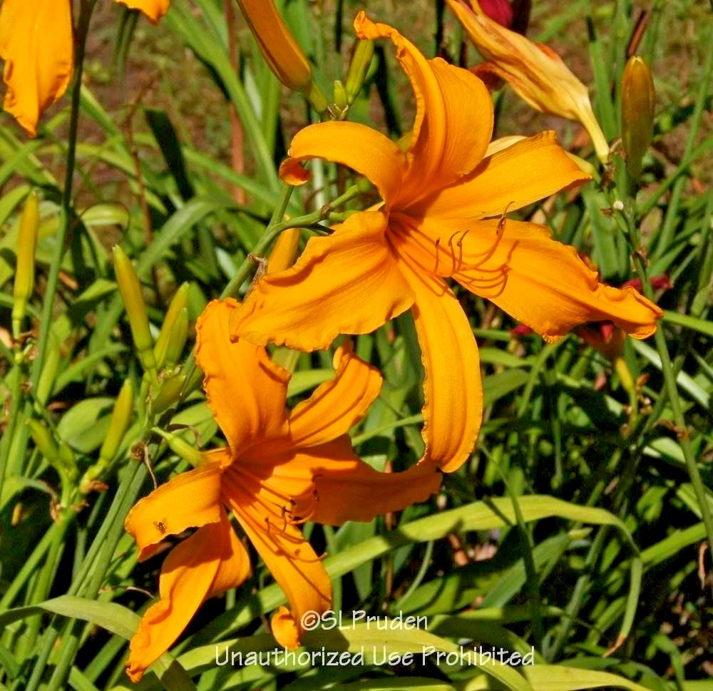 Jersey Spider Daylily Hemerocallis – Perennial Garden Flower Seeds