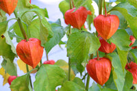 Chinese Lantern Physalis – Garden Flower Seeds
