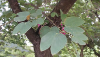 Bauhinia Purpurea Pink Purple Orchid Tree Camel's Foot – Flower Seeds