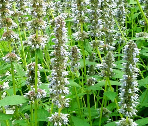 Anise Hyssop Snow White Spike Agastache Foeniculum – Elegant Herb & Flower Seeds