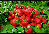 Seeds Alpine Strawberry Aleksandria Everbearing Berries Indoor Heirloom Organic - Fruit Seeds