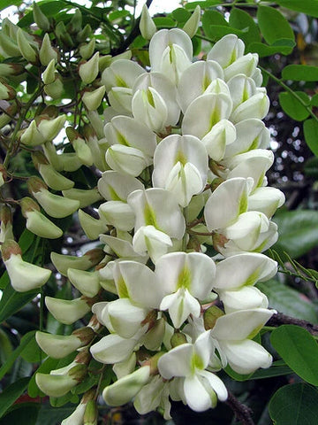Robinia Pseudoacacia Tree Seeds Fragrant Cold Hardy Black Locust Flower Seeds for Home and Garden