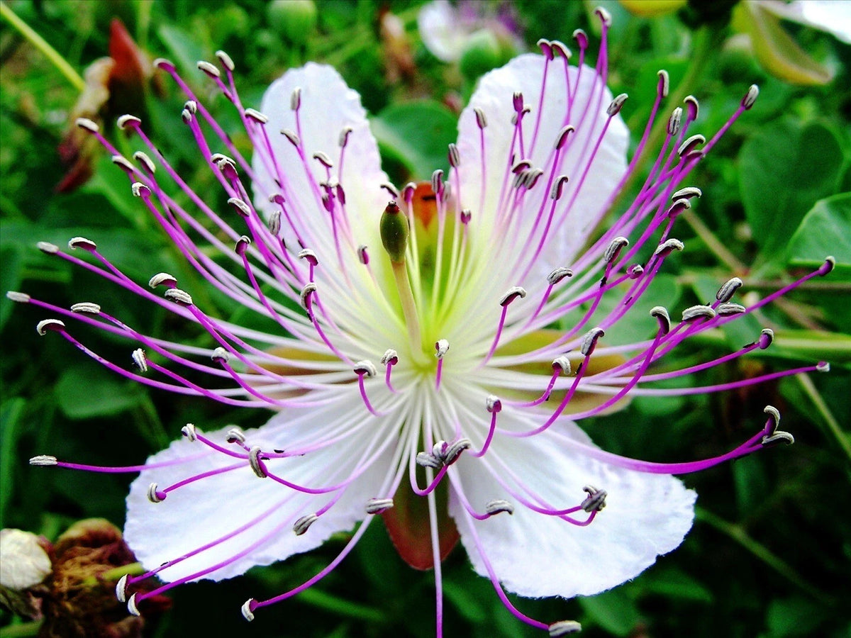 Capparis Spinosa Caper Bush Edible Flinders Rose Usa – Perennial Flower Seeds Product Image – High Quality Seeds for Gardeners