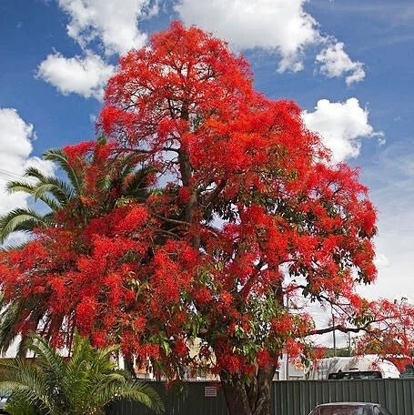 Illawarra Flame Tree Brachychiton Acerifolius Flowering Tree Seeds