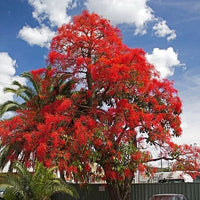 Illawarra Flame Tree Brachychiton Acerifolius Flowering Tree Seeds