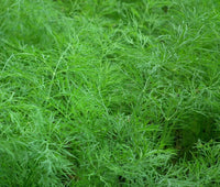 Dill Bouquet Anethum Graveolens – Aromatic Culinary Herb Garden Seeds