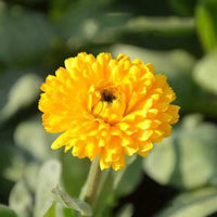 Calendula – Herb and Garden Flower Seeds