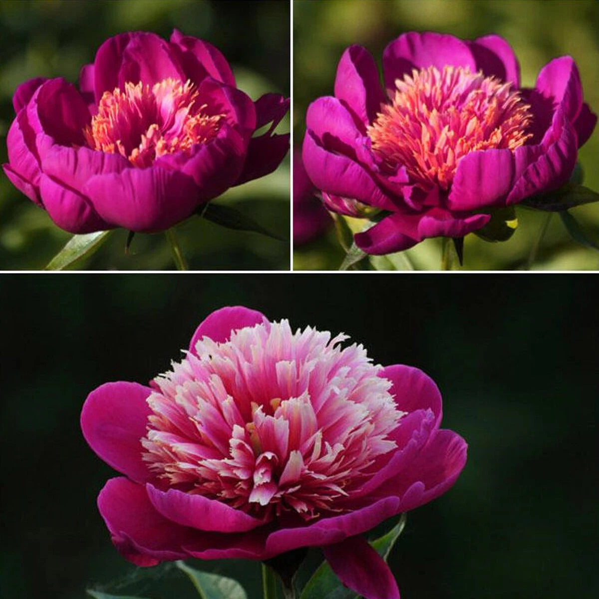 Pcspacks Mix Chinese – Mixed Flower Seeds