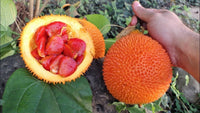 Momordica Cochinchinensis – Flower Seeds