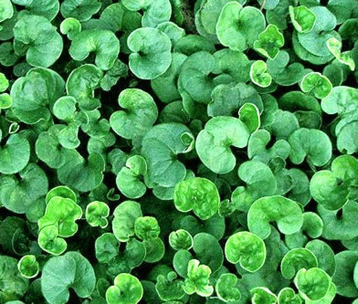 Dichondra Dichondra Repens – Ground Cover Garden Plant Seeds
