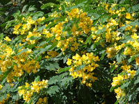 Cassia Glauca Flower Seeds for Planting