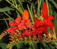 Crocosmia Paniculata Zigzag Hardy Flower Garden Seeds