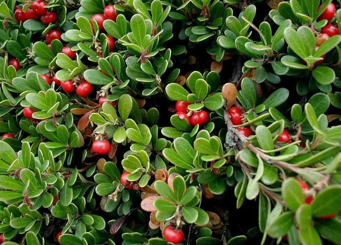 Bearberry Arctostaphylos – Hardy Fruit Bearing Ground Cover Seeds