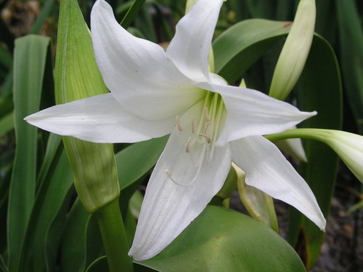Crinum Lily Hawaiian Lily Small-Size Bulb