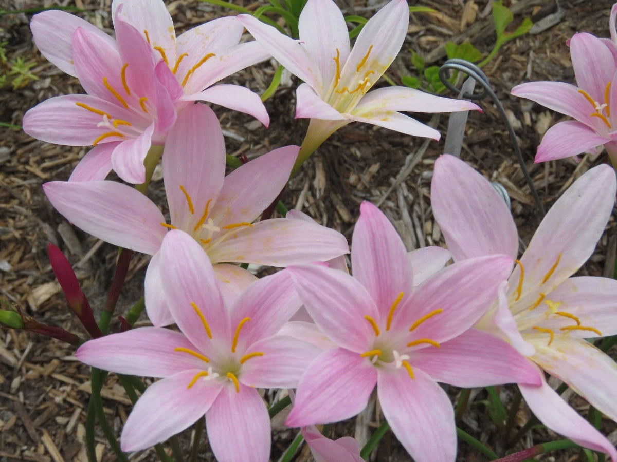 Rain Lily Zephyranthes Summertime – Colorful Flower Bulb Seeds