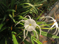 Hymenocallis Large Blooming-Size Bulb