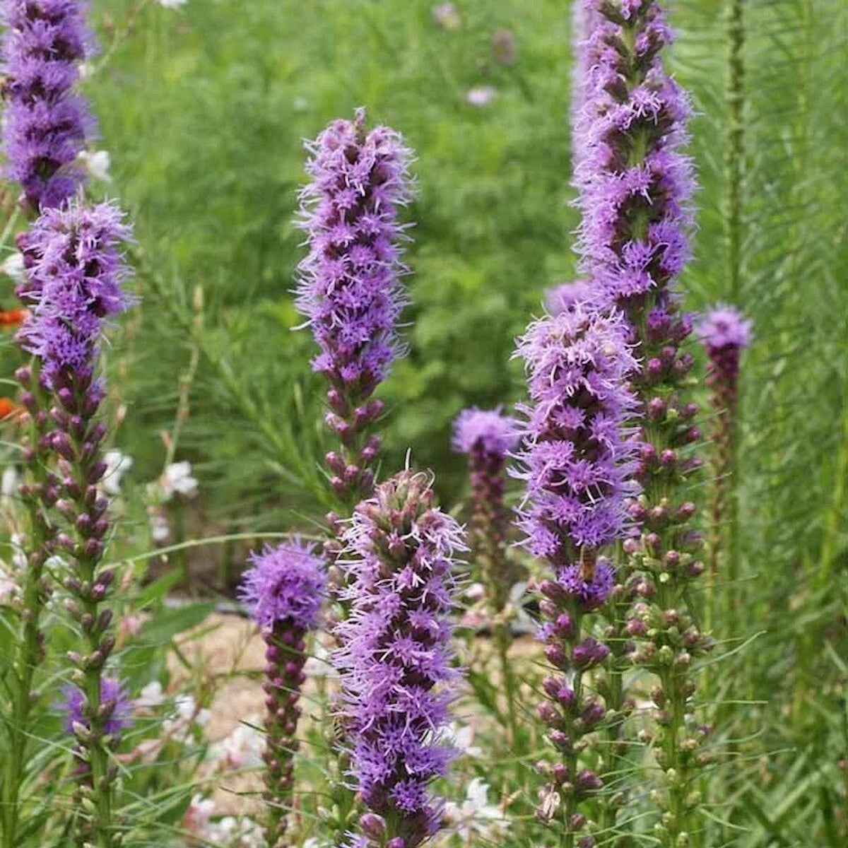 Marsh Blazing Star Liatris Spicata – Colorful Wildflower Garden Seeds