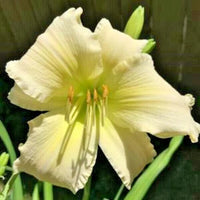 Coconut Lime Twist Daylily Hemerocallis – Perennial Flower Seeds